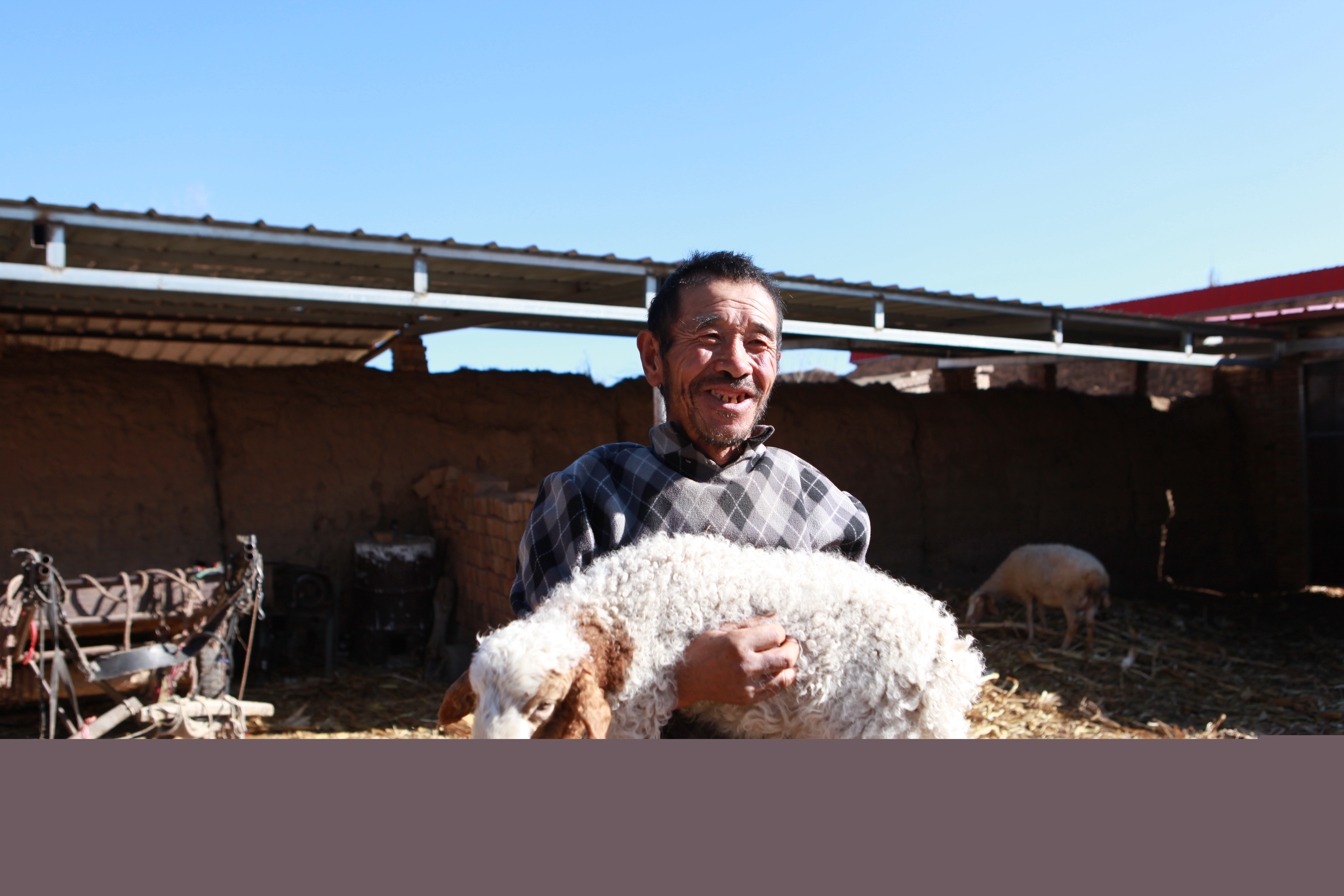 1731311457278041090.jpg 養(yǎng)殖羊給村民帶來新收入。趙菊芳攝。_副本.jpg